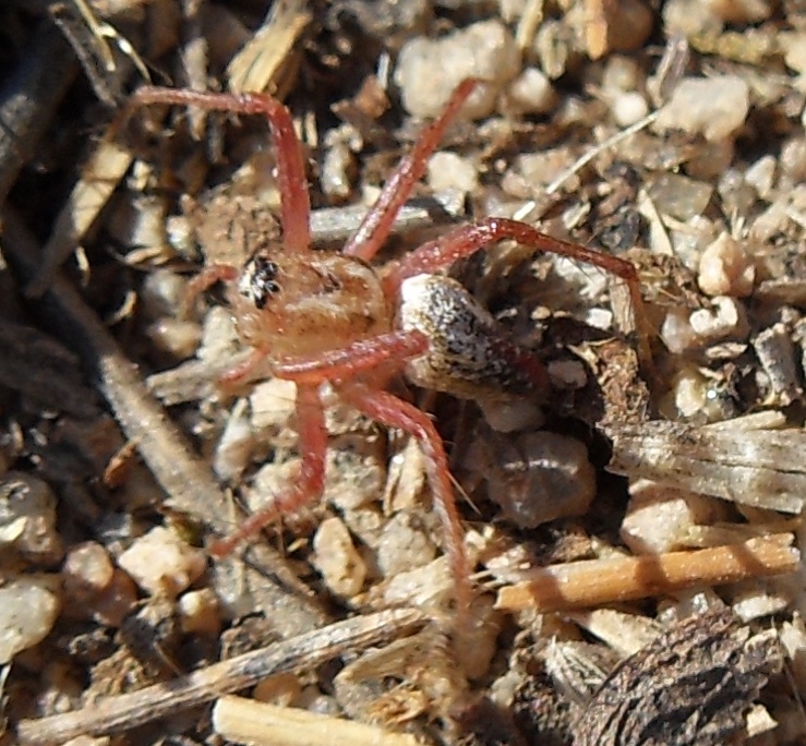 Oxyopes spp. - chiedo id delle specie #2